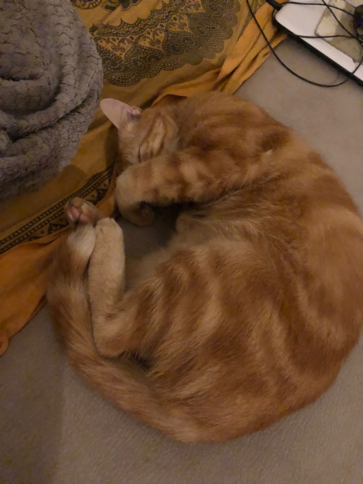 Lev - Hendschiken - Argovie | Strip Tease