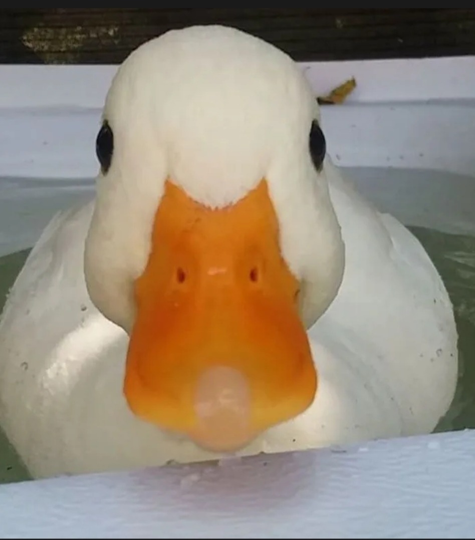 Mac - Pravidondaz (Salins) - Valais | Strip Tease