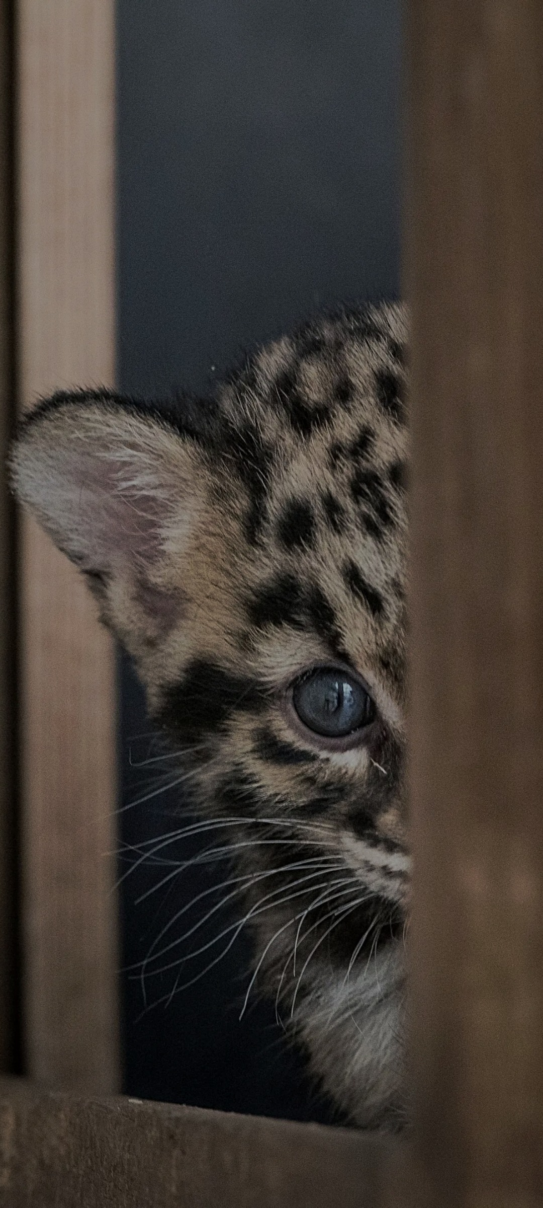 Keegan - Pravidondaz (Salins) - Valais | Strip Tease